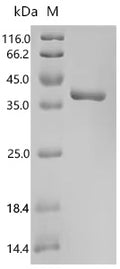 Recombinant Pig Complement C3 (C3), partial – Figure 1 of 1