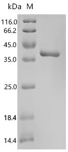 Recombinant Pig Complement C3 (C3), partial – Figure 1 of 1