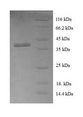 Recombinant Human Cytochrome c oxidase assembly protein 1 homolog (COA1), partial – Figure 1 of 1
