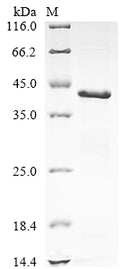(Tris-Glycine gel) Discontinuous SDS-PAGE (reduced) with 5% enrichment gel and 15% separation gel.