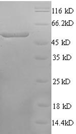 Recombinant Rat Calcium/calmodulin-dependent protein kinase type IV (Camk4) – Figure 1 of 1