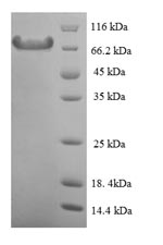 Recombinant Mouse Calpain-1 catalytic subunit (Capn1) – Figure 1 of 1