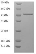 Recombinant Human F-actin-capping protein subunit alpha-2 (CAPZA2) – Figure 1 of 1