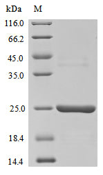 (Tris-Glycine gel) Discontinuous SDS-PAGE (reduced) with 5% enrichment gel and 15% separation gel.