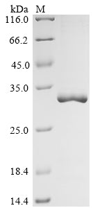 (Tris-Glycine gel) Discontinuous SDS-PAGE (reduced) with 5% enrichment gel and 15% separation gel.