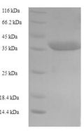 Recombinant Human Caspase-5 (CASP5), partial – Figure 1 of 1