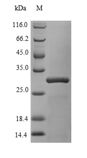 Recombinant Human Chromobox protein homolog 7 (CBX7) – Figure 1 of 1