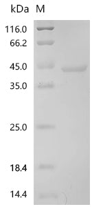 (Tris-Glycine gel) Discontinuous SDS-PAGE (reduced) with 5% enrichment gel and 15% separation gel.