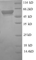 Recombinant Human Monocyte differentiation antigen CD14 (CD14) – Figure 1 of 1