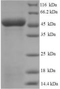 Recombinant Human Antigen-presenting glycoprotein CD1d (CD1D), partial – Figure 1 of 1