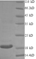 Recombinant Rabbit CD40 ligand (CD40LG), partial – Figure 1 of 1