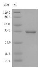 (Tris-Glycine gel) Discontinuous SDS-PAGE (reduced) with 5% enrichment gel and 15% separation gel.