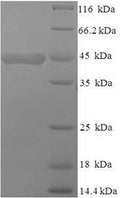 Recombinant Mouse Macrosialin (Cd68), partial – Figure 1 of 1