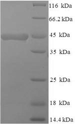 Recombinant Mouse Macrosialin (Cd68), partial – Figure 1 of 1