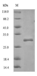 Recombinant Mouse CD82 antigen (Cd82), partial – Figure 1 of 1