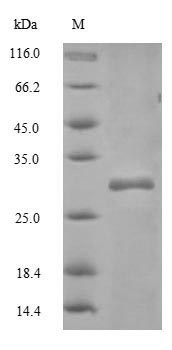 Recombinant Mouse CD82 antigen (Cd82), partial – Figure 1 of 1