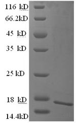 Recombinant Human Cell adhesion molecule CEACAM4 (CEACAM4), partial – Figure 1 of 1