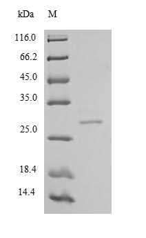 Recombinant Human Chymotrypsin-like elastase family member 2A (CELA2A) – Figure 1 of 1