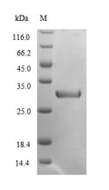 Recombinant Mouse Chymotrypsin-like elastase family member 2A (Cela2a) – Figure 1 of 1