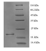 Recombinant Rat Muscarinic acetylcholine receptor M1 (Chrm1), partial – Figure 1 of 1