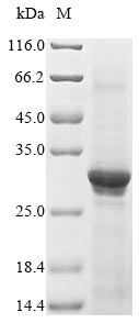 Recombinant Human Acetylcholine receptor subunit alpha (CHRNA1), partial – Figure 1 of 1