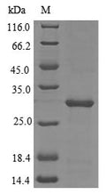 Recombinant Tetronarce californica Acetylcholine receptor subunit alpha (CHRNA1), partial – Figure 1 of 1