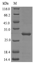 Recombinant Tetronarce californica Acetylcholine receptor subunit alpha (CHRNA1), partial – Figure 1 of 1