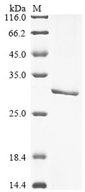 (Tris-Glycine gel) Discontinuous SDS-PAGE (reduced) with 5% enrichment gel and 15% separation gel.