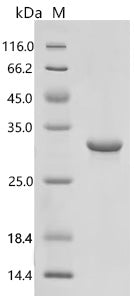 Recombinant Mouse Neuronal acetylcholine receptor subunit alpha-7 (Chrna7), partial – Figure 1 of 1