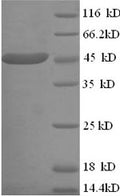 Recombinant Human Creatine kinase U-type, mitochondrial (CKMT1A) – Figure 1 of 1
