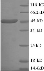 Recombinant Human Creatine kinase U-type, mitochondrial (CKMT1A) – Figure 1 of 1