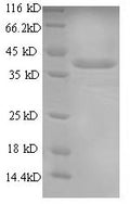 Recombinant Dog Chymase (CMA1) – Figure 1 of 1