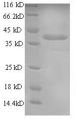 Recombinant Dog Chymase (CMA1) – Figure 1 of 1
