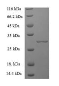 Recombinant Mouse Chymase (Cma1), partial – Figure 1 of 1