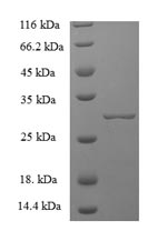 Recombinant Mouse Chymase (Cma1), partial – Figure 1 of 1