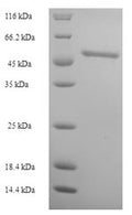 Recombinant Human Contactin-associated protein 1 (CNTNAP1), partial – Figure 1 of 1