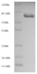 Recombinant Human Carboxypeptidase A6 (CPA6) – Figure 1 of 1