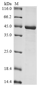 (Tris-Glycine gel) Discontinuous SDS-PAGE (reduced) with 5% enrichment gel and 15% separation gel.