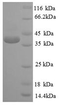 Recombinant Human Cyclic AMP-responsive element-binding protein 1 (CREB1) – Figure 1 of 1