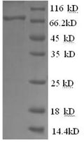 Recombinant Cat Macrophage colony-stimulating factor 1 receptor (CSF1R), partial – Figure 1 of 1