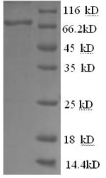 Recombinant Cat Macrophage colony-stimulating factor 1 receptor (CSF1R), partial – Figure 1 of 1