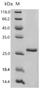 Recombinant Sheep Granulocyte-macrophage colony-stimulating factor (CSF2) – Figure 1 of 1