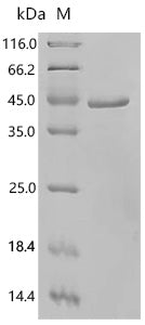 Recombinant Human C-terminal-binding protein 2 (CTBP2), partial – Figure 1 of 1