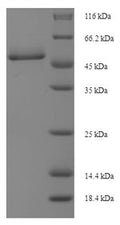 Recombinant Cricetulus griseus Cathepsin D (Ctsd), partial – Figure 1 of 1