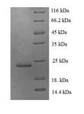 Recombinant Human Fractalkine (CX3CL1), partial – Figure 1 of 1
