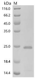 Recombinant Human C-X-C motif chemokine 9 (Cxcl9) – Figure 1 of 1