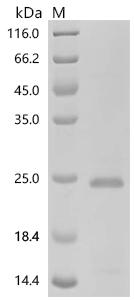 Recombinant Human C-X-C motif chemokine 9 (Cxcl9) – Figure 1 of 1