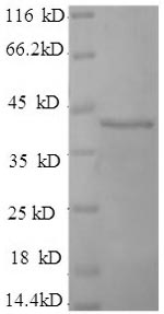 Recombinant Human D-amino acid oxidase activator (DAOA) – Figure 1 of 1