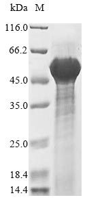 Recombinant Mouse Decorin (Dcn), partial – Figure 1 of 1