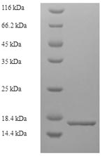 Recombinant Mouse D-dopachrome decarboxylase (Ddt) – Figure 1 of 1